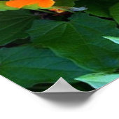 Black Eyes Susan Poster (Hoek)