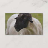 Black Faced Sheep Visitekaartje (Achterkant)