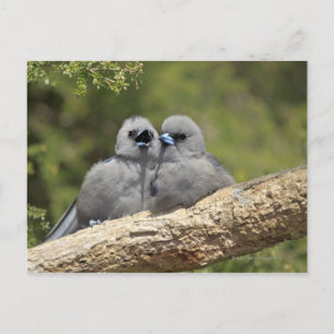 Black Faced Woodswallow, Artamus cinereus Briefkaart