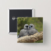 Black Faced Woodswallow, Artamus cinereus, Vierkante Button 5,1 Cm (Voorkant /achterkant)