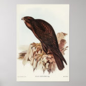 Black Falcon van Elizabeth Gould Poster (Voorkant)