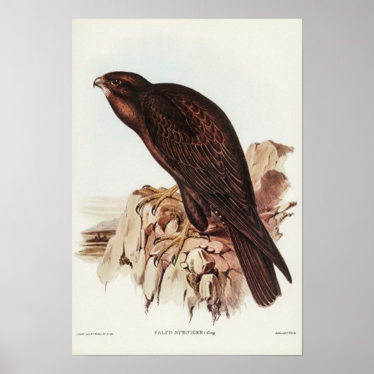 Black Falcon van Elizabeth Gould Poster (Voorkant)