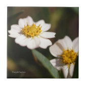 Black Foot Daisy Tegeltje (Voorkant)