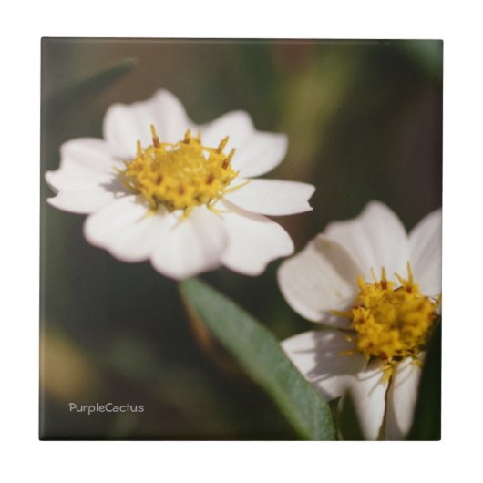 Black Foot Daisy Tegeltje (Voorkant)
