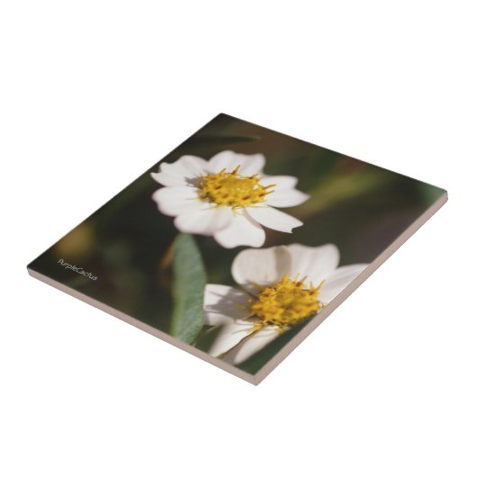 Black Foot Daisy Tegeltje (Zijkant)