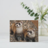 Black-Footed Ferret Wildlife Series # 7 Briefkaart (Staand voorkant)