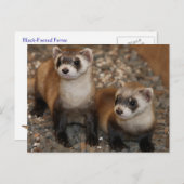 Black-Footed Ferret Wildlife Series # 7 Briefkaart (Voorkant / Achterkant)