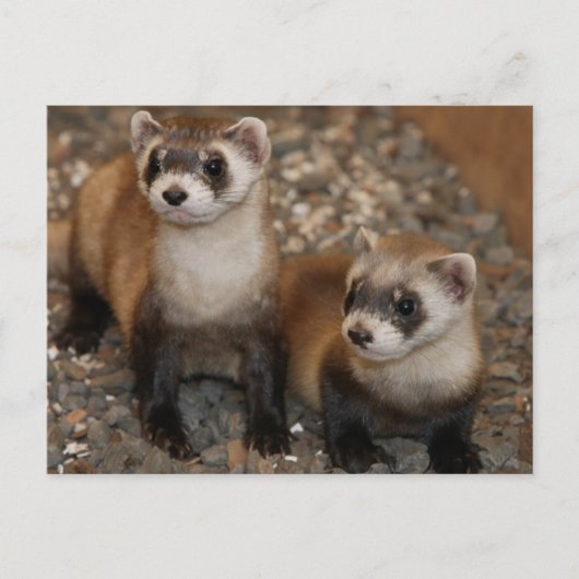 Black-Footed Ferret Wildlife Series # 7 Briefkaart (Voorkant)