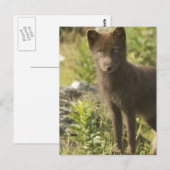 Black Fox Briefkaart (Voorkant / Achterkant)