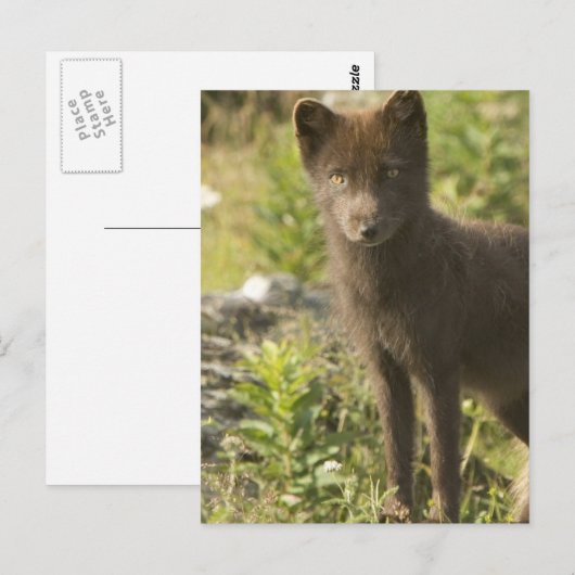 Black Fox Briefkaart (Voorkant / Achterkant)