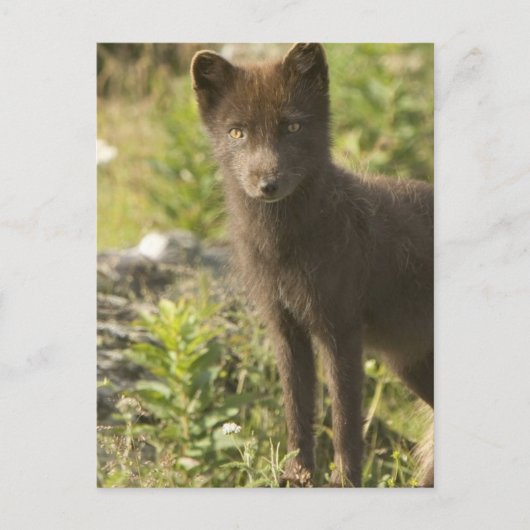 Black Fox Briefkaart (Voorkant)