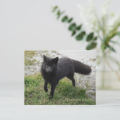 Black Fox op Unalaska Island Briefkaart (Staand voorkant)