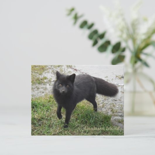 Black Fox op Unalaska Island Briefkaart (Staand voorkant)
