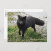 Black Fox op Unalaska Island Briefkaart (Voorkant / Achterkant)