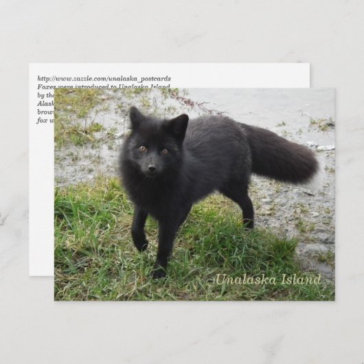 Black Fox op Unalaska Island Briefkaart (Voorkant / Achterkant)