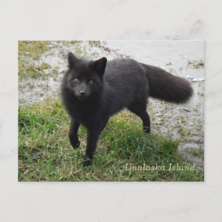 Black Fox op Unalaska Island Briefkaart