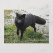 Black Fox op Unalaska Island Briefkaart (Voorkant)
