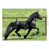 Black Friesian Horse (Voorkant Horizontaal)