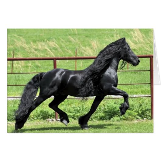 Black Friesian Horse (Voorkant Horizontaal)