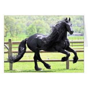 Black Friesian Horse