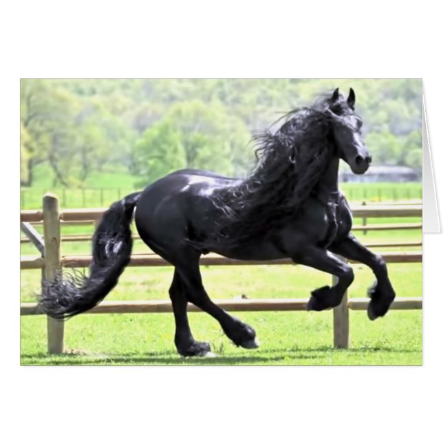 Black Friesian Horse (Voorkant Horizontaal)