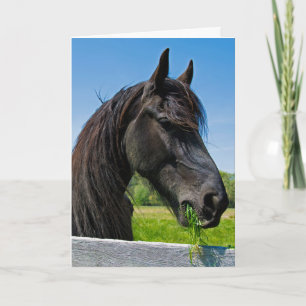 black Friesian horse birthday Kaart