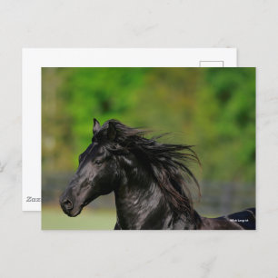 Black Friesian Horse Stallion Headshot Briefkaart