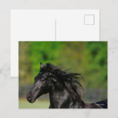 Black Friesian Horse Stallion Headshot Briefkaart (Voorkant / Achterkant)