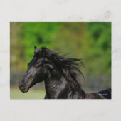 Black Friesian Horse Stallion Headshot Briefkaart (Voorkant)