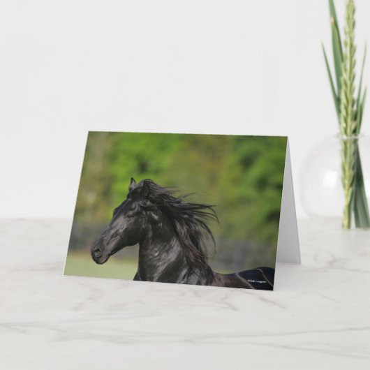 Black Friesian Horse Stallion Headshot Kaart (Voorkant)
