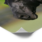 Black Friesian Horse Stallion Headshot Poster (Hoek)