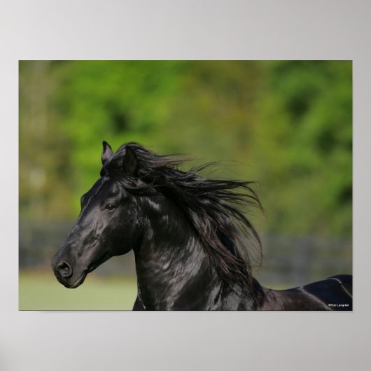 Black Friesian Horse Stallion Headshot Poster (Voorkant)