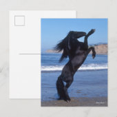 Black Friesian Stallion op strand Briefkaart (Voorkant / Achterkant)
