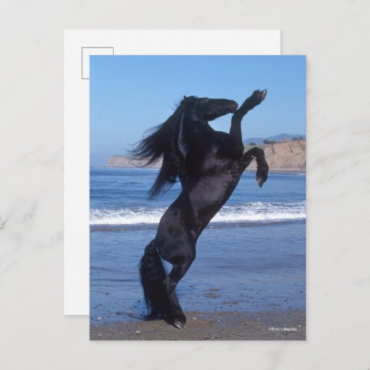 Black Friesian Stallion op strand Briefkaart (Voorkant / Achterkant)