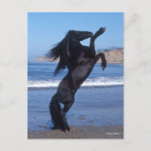 Black Friesian Stallion op strand Briefkaart (Voorkant)