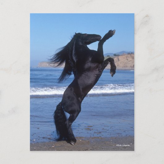 Black Friesian Stallion op strand Briefkaart (Voorkant)