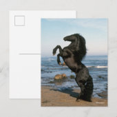 Black Friesian Stallion op strand Briefkaart (Voorkant / Achterkant)