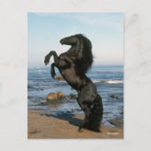 Black Friesian Stallion op strand Briefkaart (Voorkant)