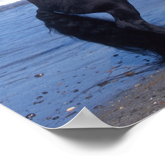 Black Friesian Stallion op strand Poster (Hoek)