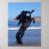 Black Friesian Stallion op strand Poster (Voorkant)