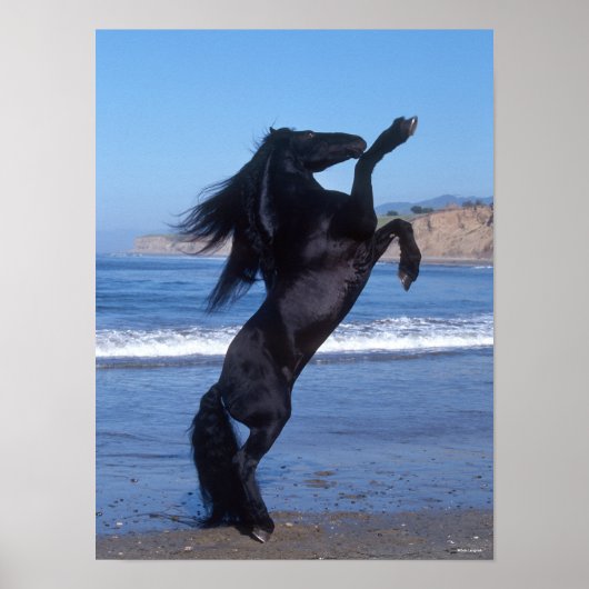 Black Friesian Stallion op strand Poster (Voorkant)