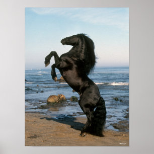 Black Friesian Stallion op strand Poster