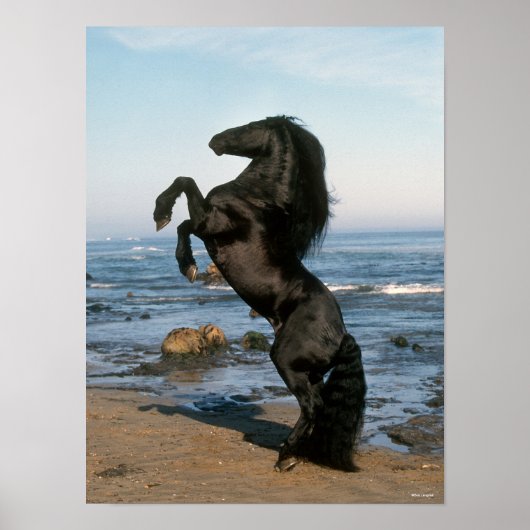 Black Friesian Stallion op strand Poster (Voorkant)