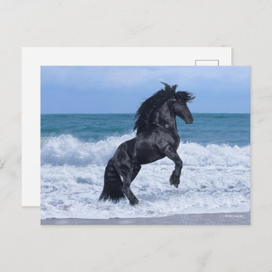 Black Friesian Stallion Rearing In the Sea Briefkaart (Voorkant / Achterkant)