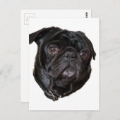 Black Funny Pug Briefkaart (Voorkant / Achterkant)