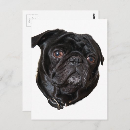 Black Funny Pug Briefkaart (Voorkant / Achterkant)