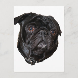 Black Funny Pug Briefkaart