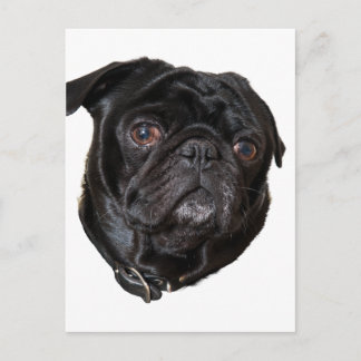 Black Funny Pug Briefkaart