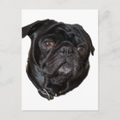 Black Funny Pug Briefkaart (Voorkant)