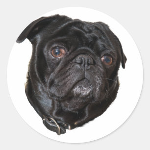 Black Funny Pug Ronde Sticker
